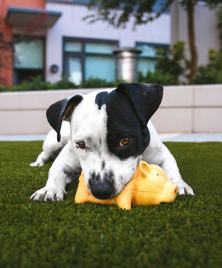 photo of a dog with a chew toy on artificial grass